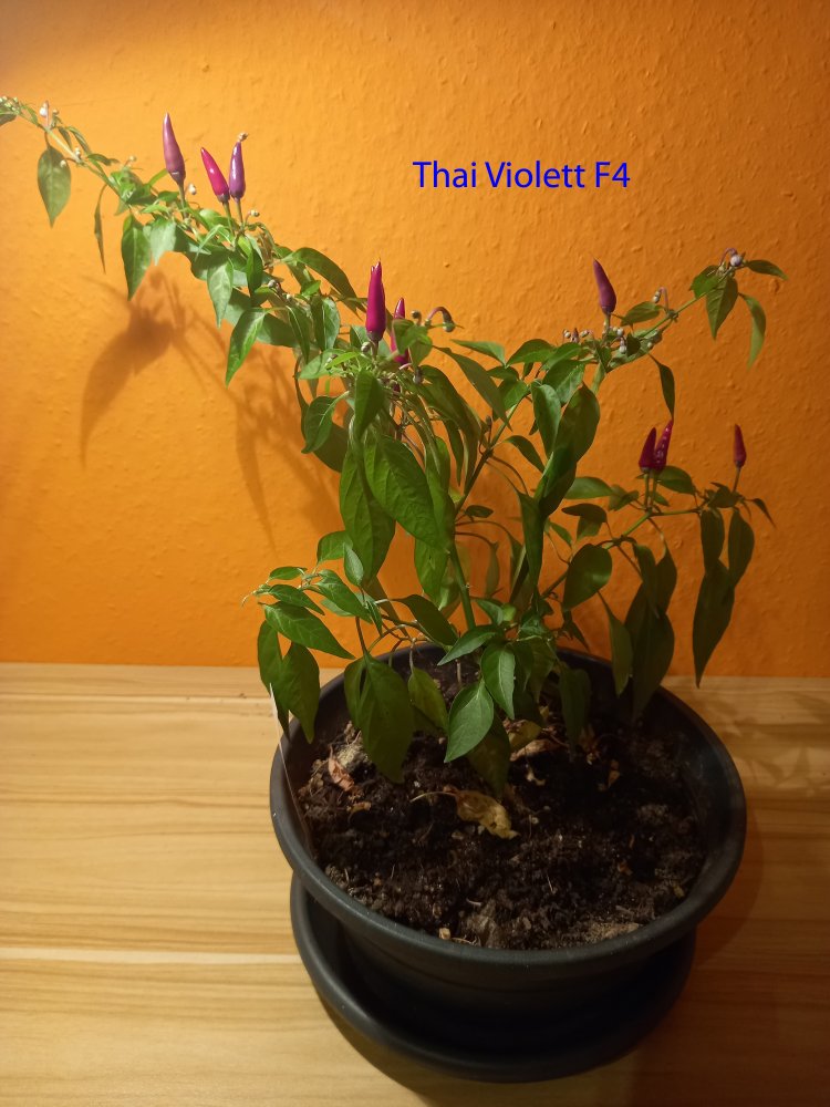 Thai violett F4_bearbeitet-1.jpg