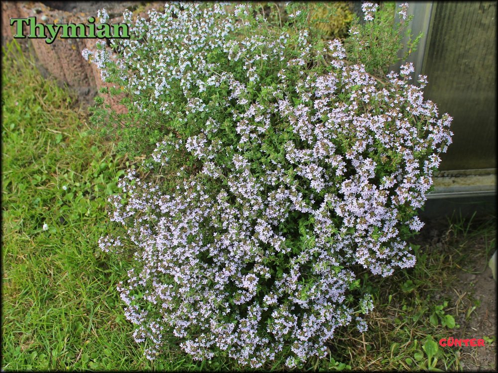 Thymian_10052024_.jpg