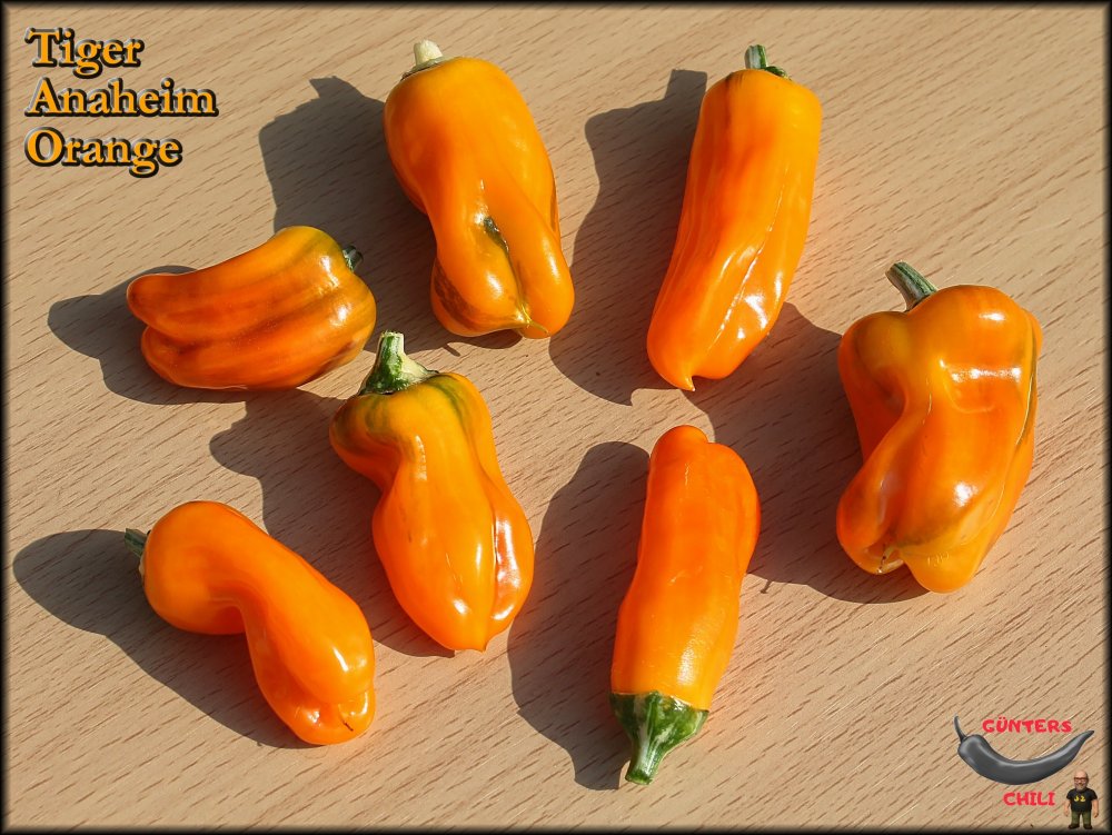 Tiger Anaheim orange