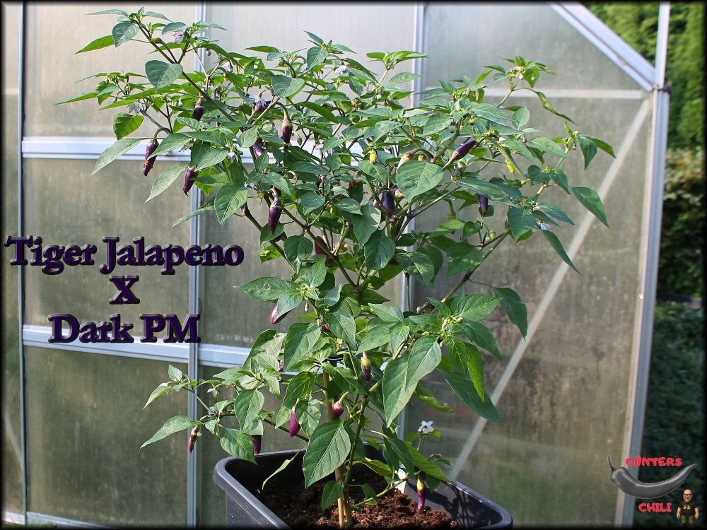 Tiger Jalapeno X Dark PM_.jpg