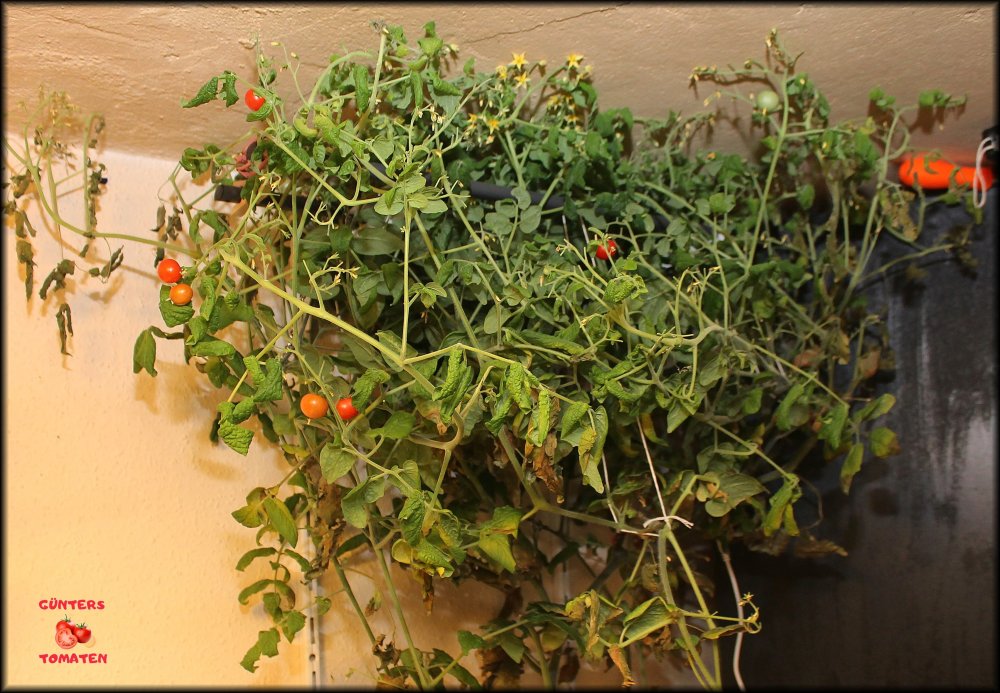 Tomate 27052026_.jpg