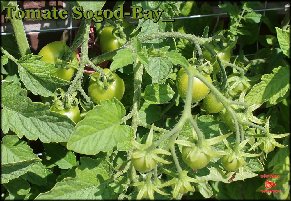 Tomate Sogod-Bay_.jpg