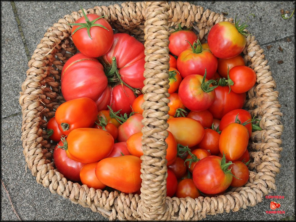 Tomaten 07082024_.jpg