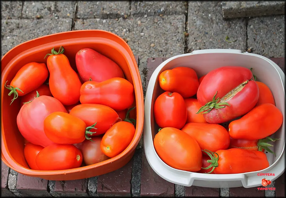 Tomaten 10082026_.webp