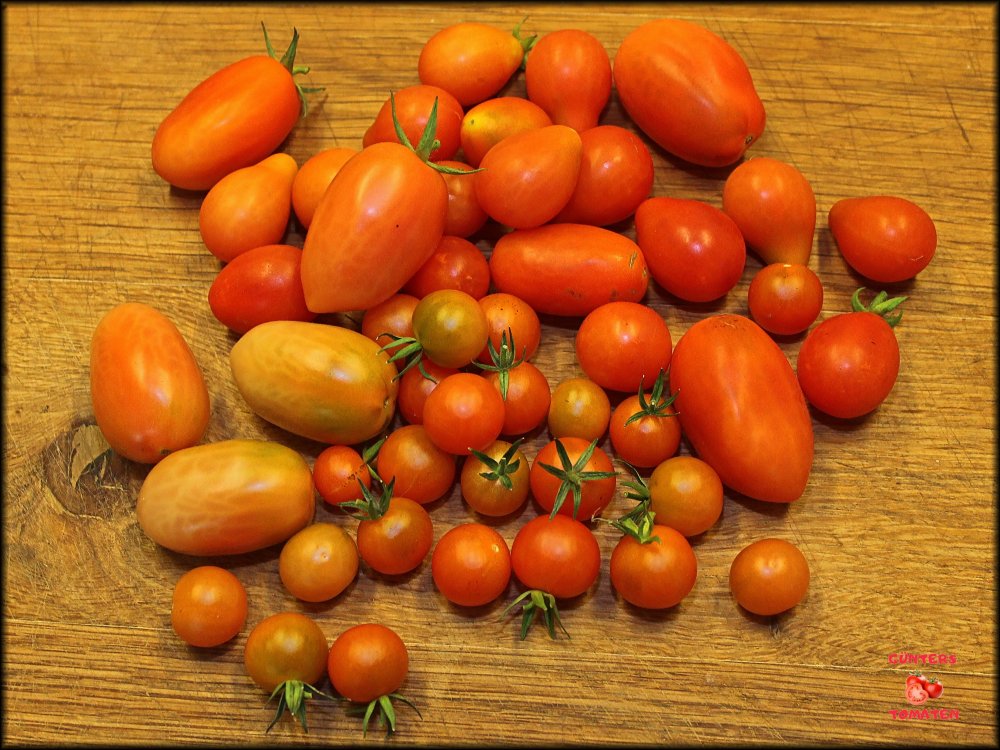 Tomaten 10102025_.jpg