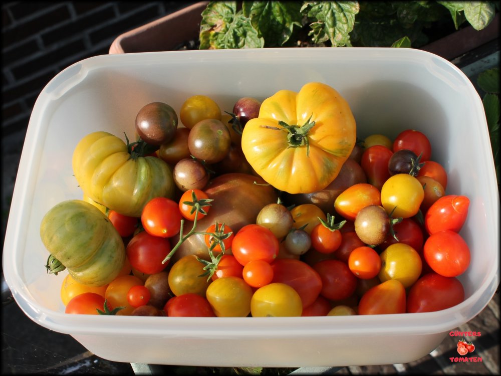 Tomaten 13082025.JPG