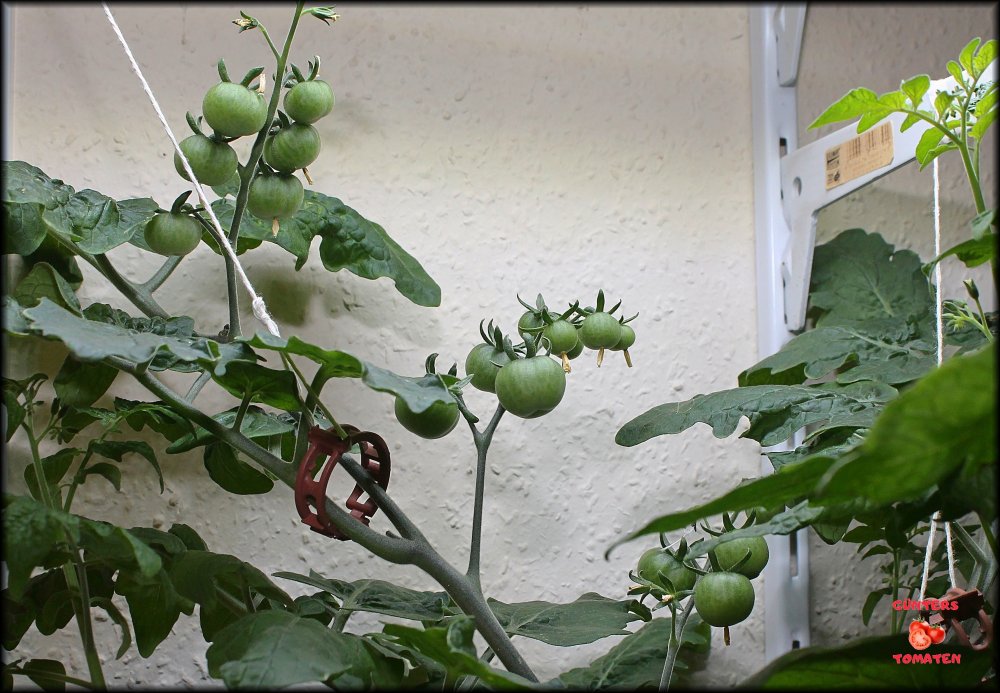 Tomaten 18012026_.jpg