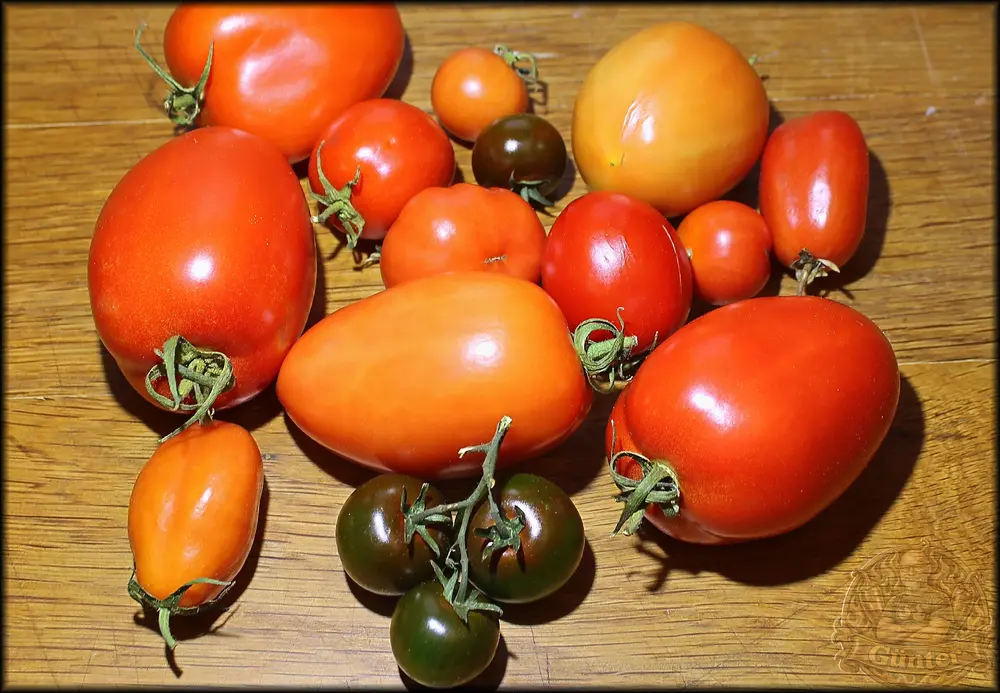 Tomaten 27102026_.webp
