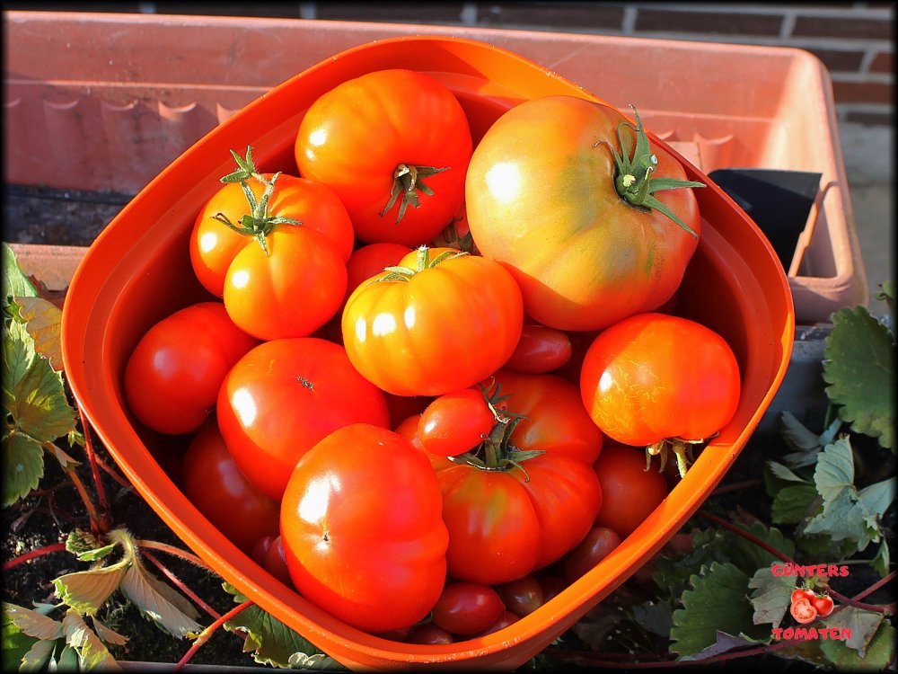 Tomaten11092023_.jpg