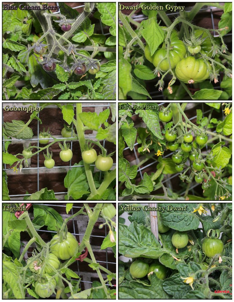 Tomaten2025-06-22.jpg