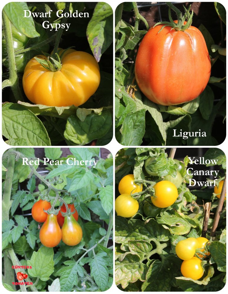 Tomaten_09082025.jpg