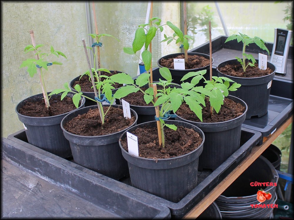 Tomaten_12042024_.jpg