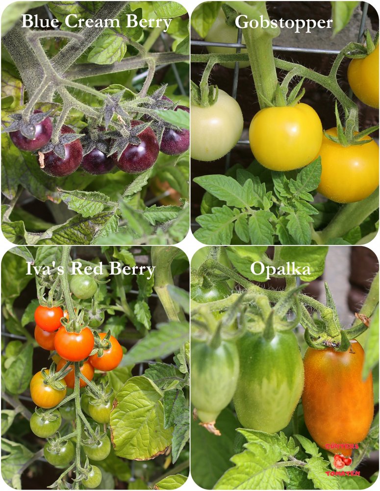 Tomaten_12072025.jpg
