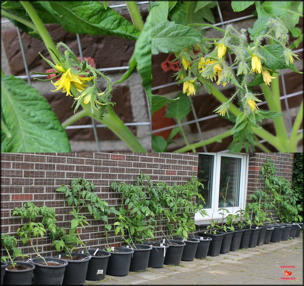 Tomaten_17052024.jpg