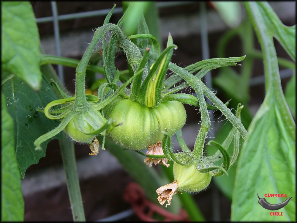 Tomaten_Ende Mai.jpg