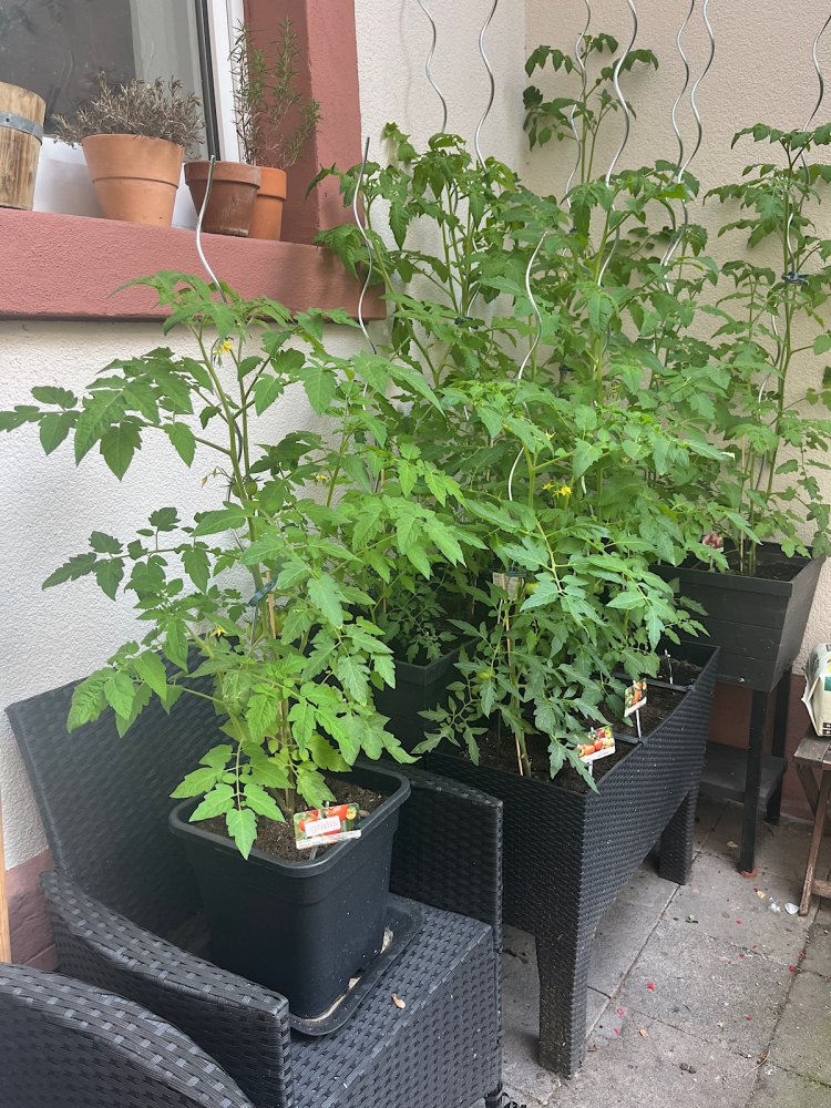 Tomaten_Uebersicht.jpg