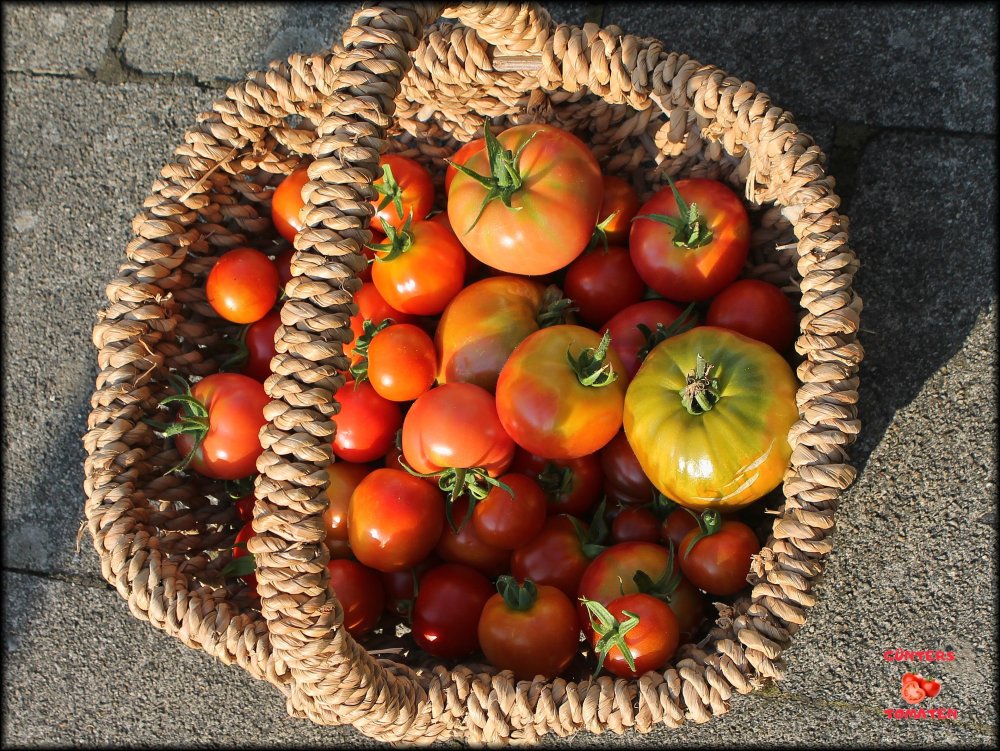 Tomatenernte 01082024_.jpg