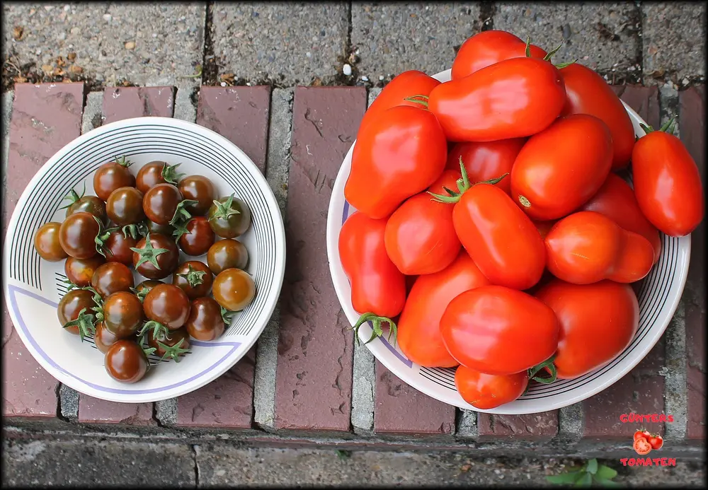 Tomatenernte 16082026_.webp