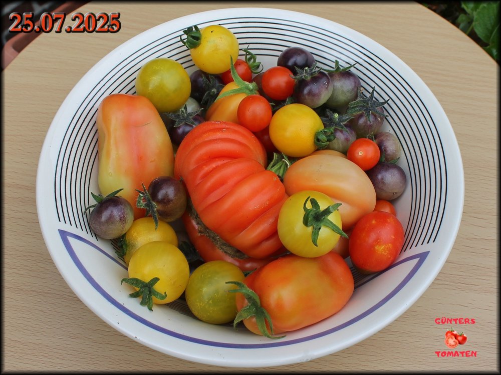 Tomatenernte 25072025_.jpg