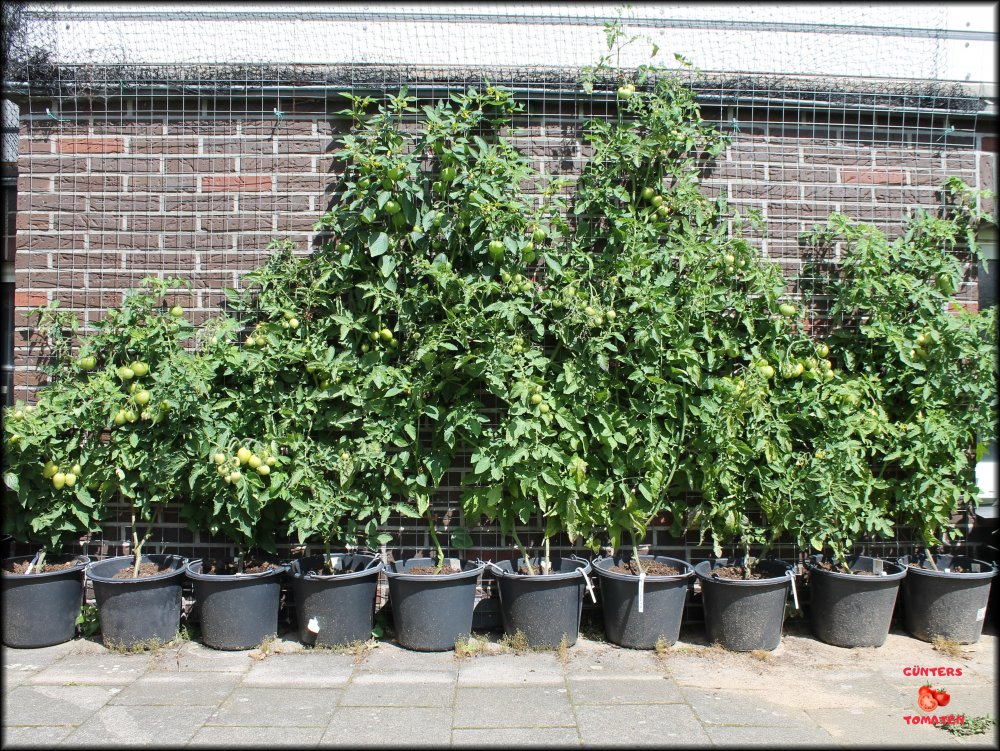 Tomatenwand 08072024.JPG