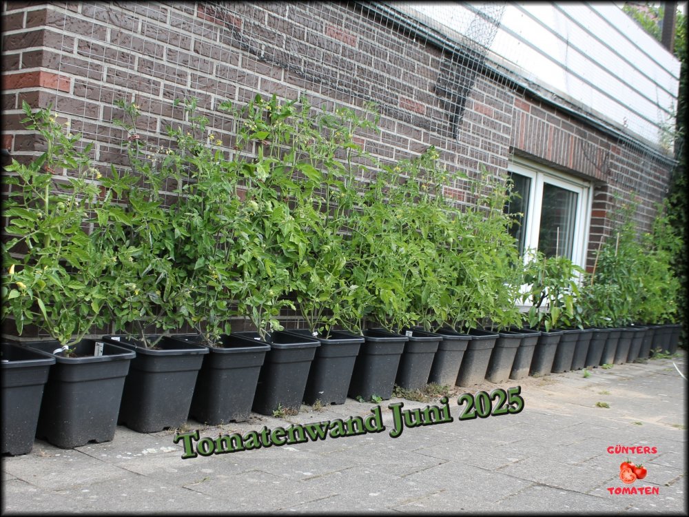 Tomatenwand 22062025.JPG