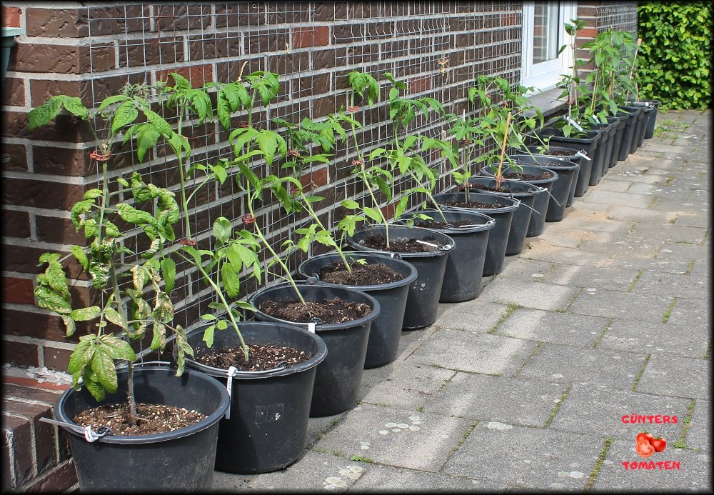 Tomatenwand_.jpg