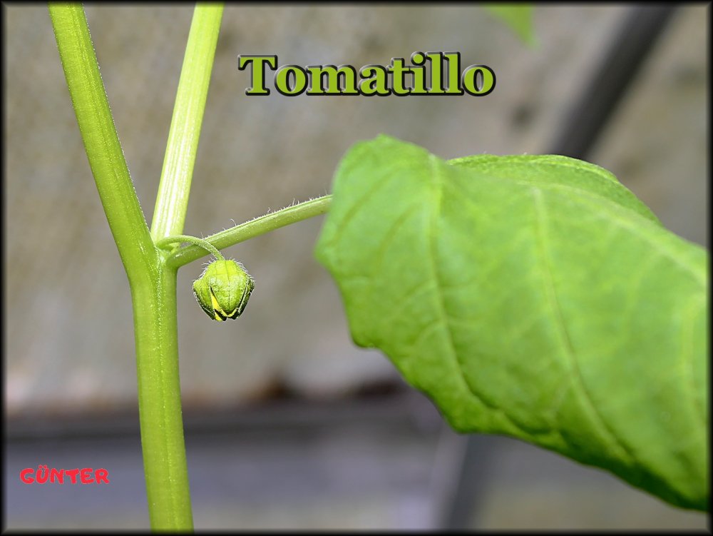 Tomatillo 08052024_.jpg