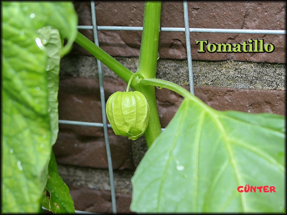 Tomatillo 29052024_.jpg