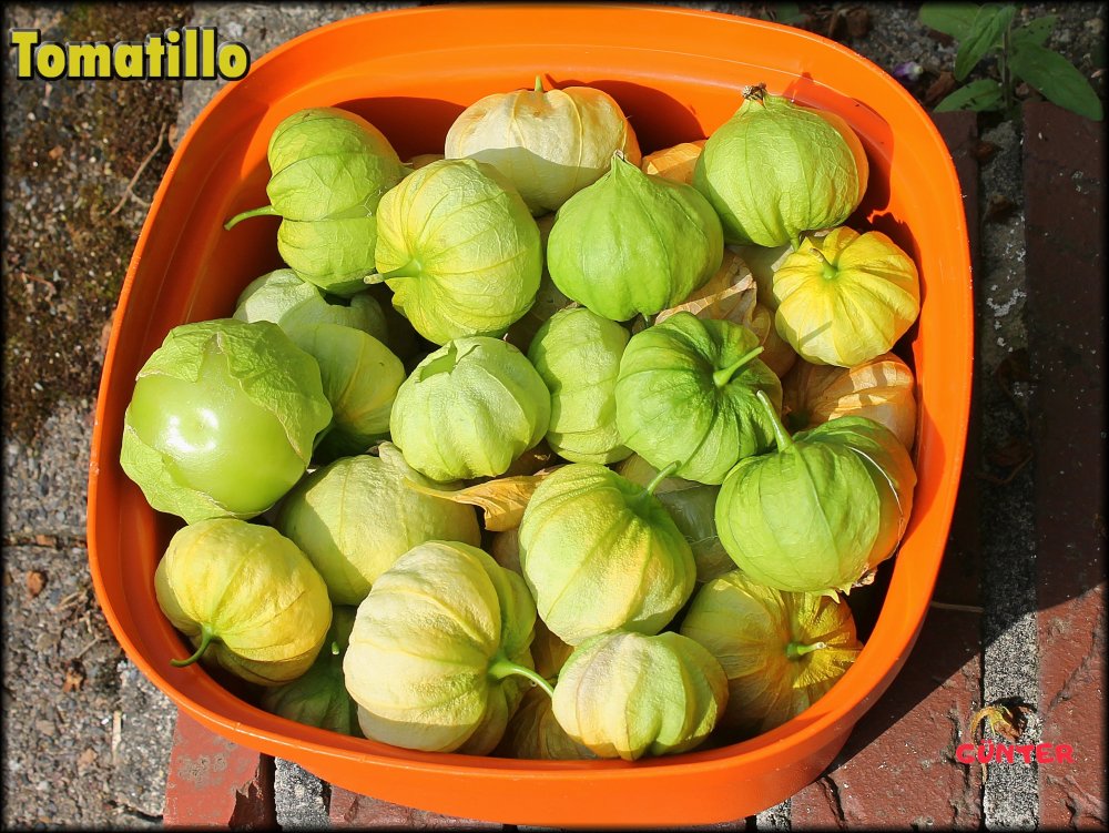 Tomatillo Ernte 02082024_.jpg