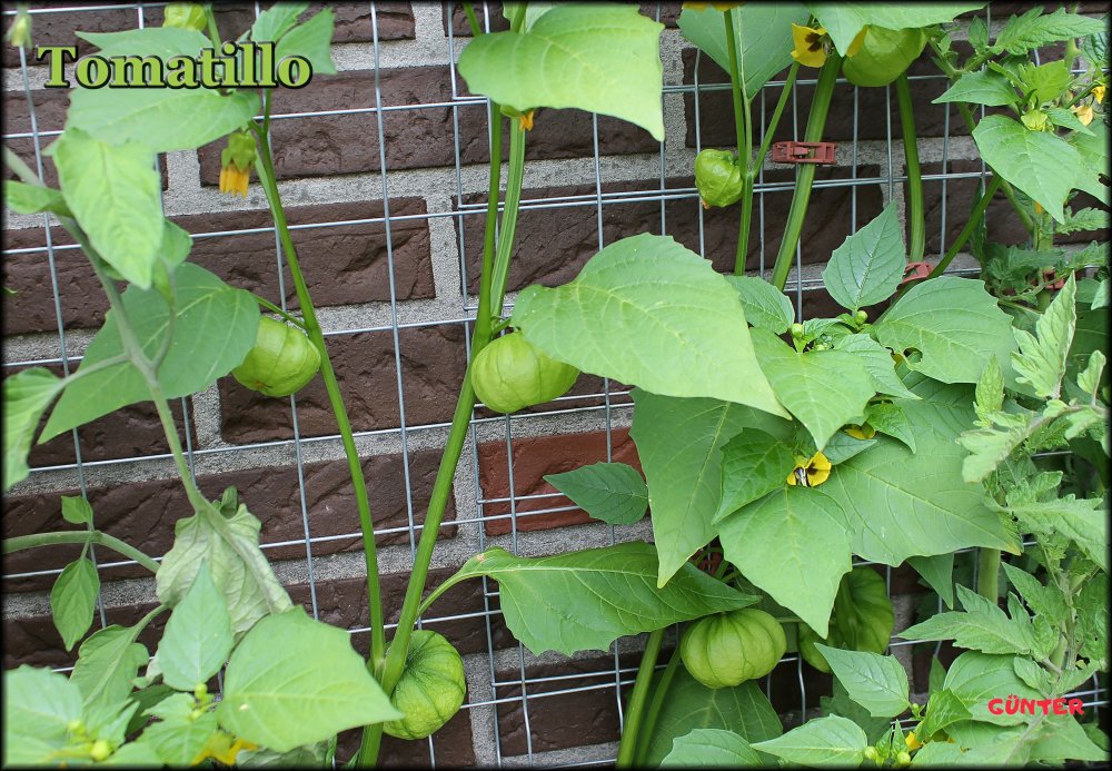 Tomatillo_.jpg