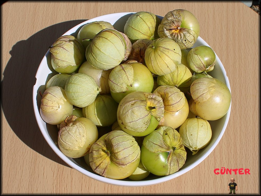 Tomatillos 07092025_.jpg