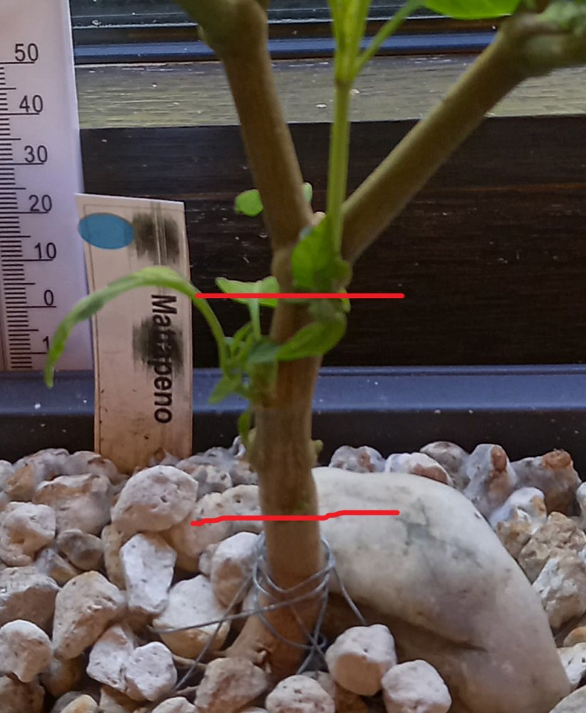 Triebe entfernen.jpg