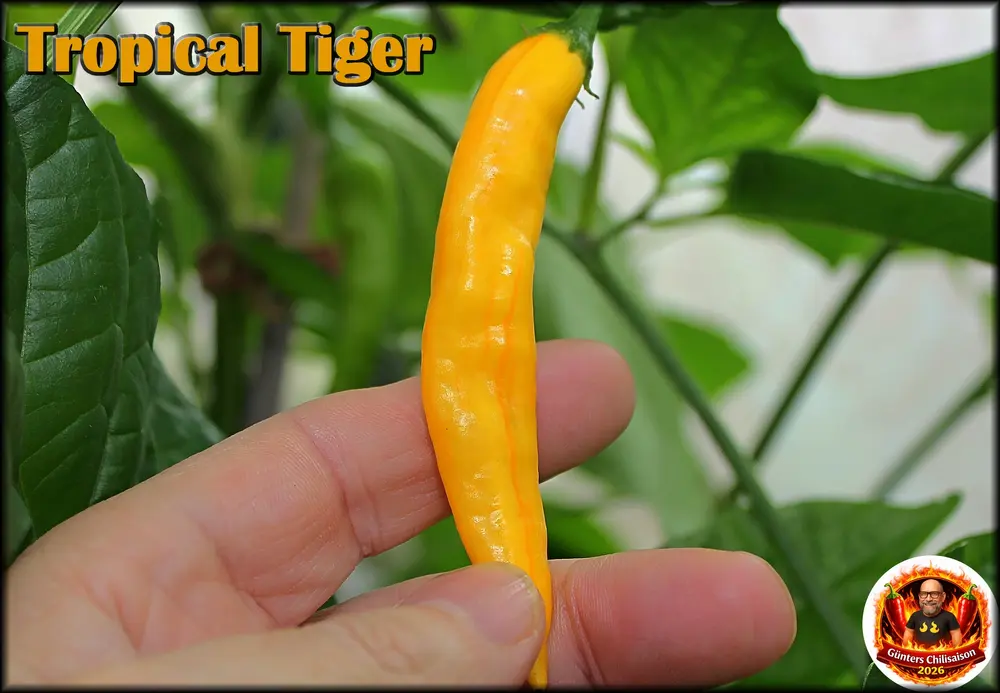 Tropical Tiger Beere_2_.webp