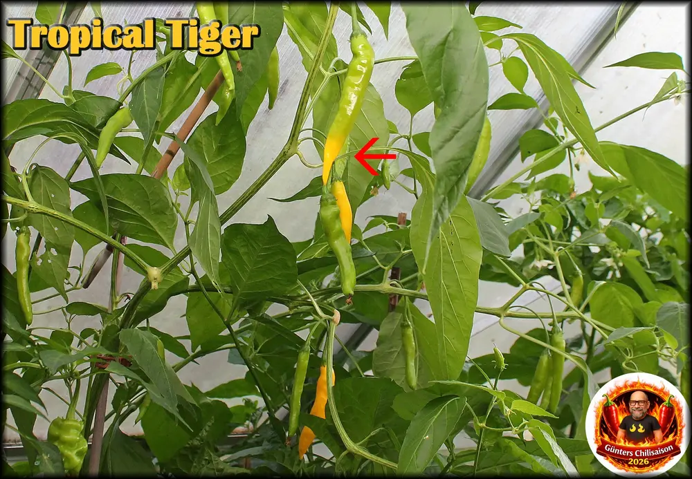 Tropical Tiger Beeren 29082026_.webp