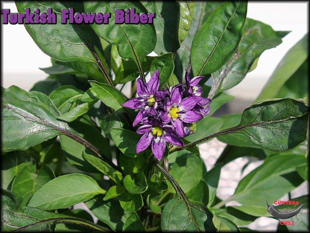 Turkish Flower Biber 27062024_.jpg