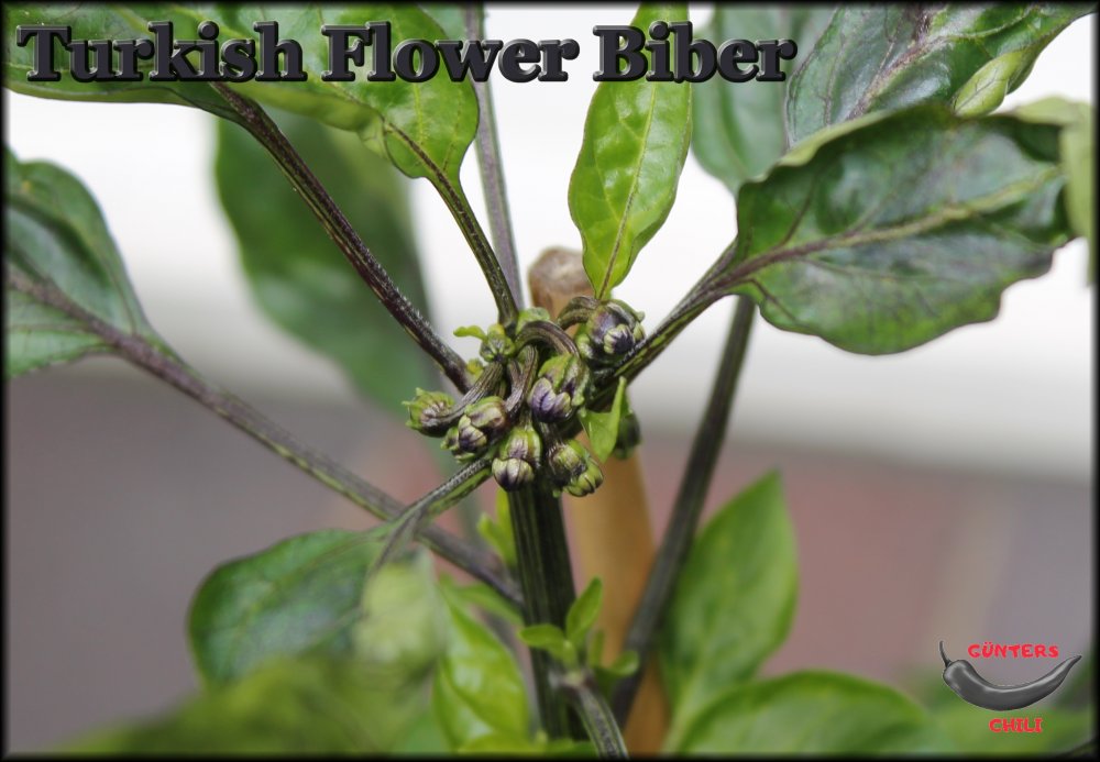 Turkish Flower Biber.JPG