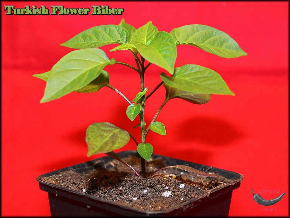 Turkish Flower Biber_.jpg