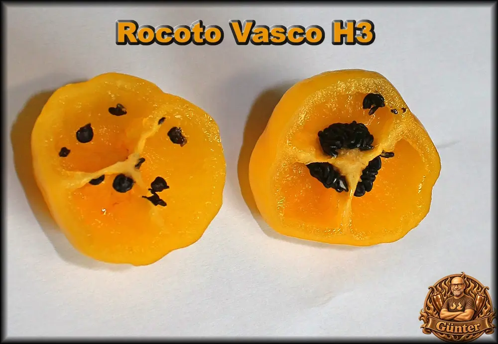 Vasco Rocoto_.webp