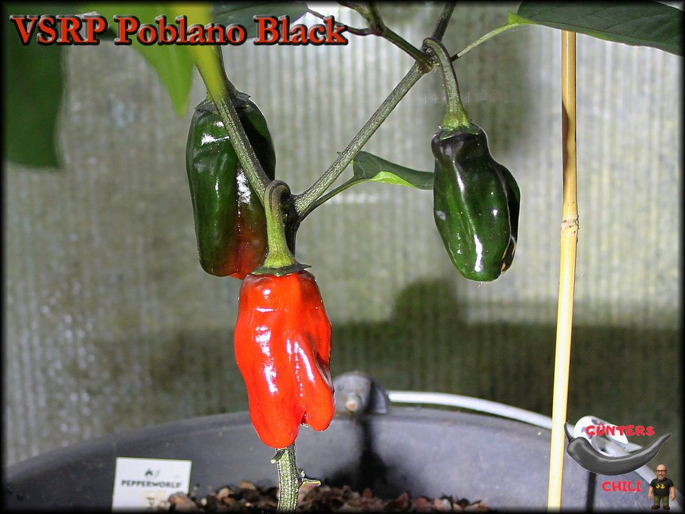 VSRP Poblano Black