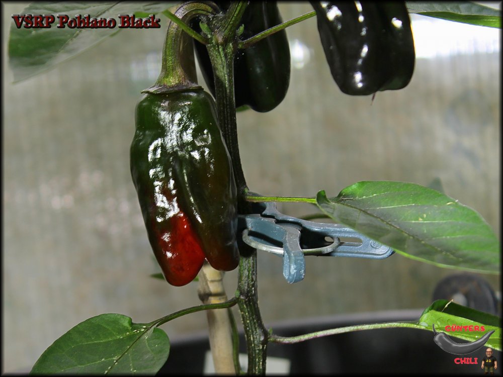 VSRP Poblano Black__.jpg