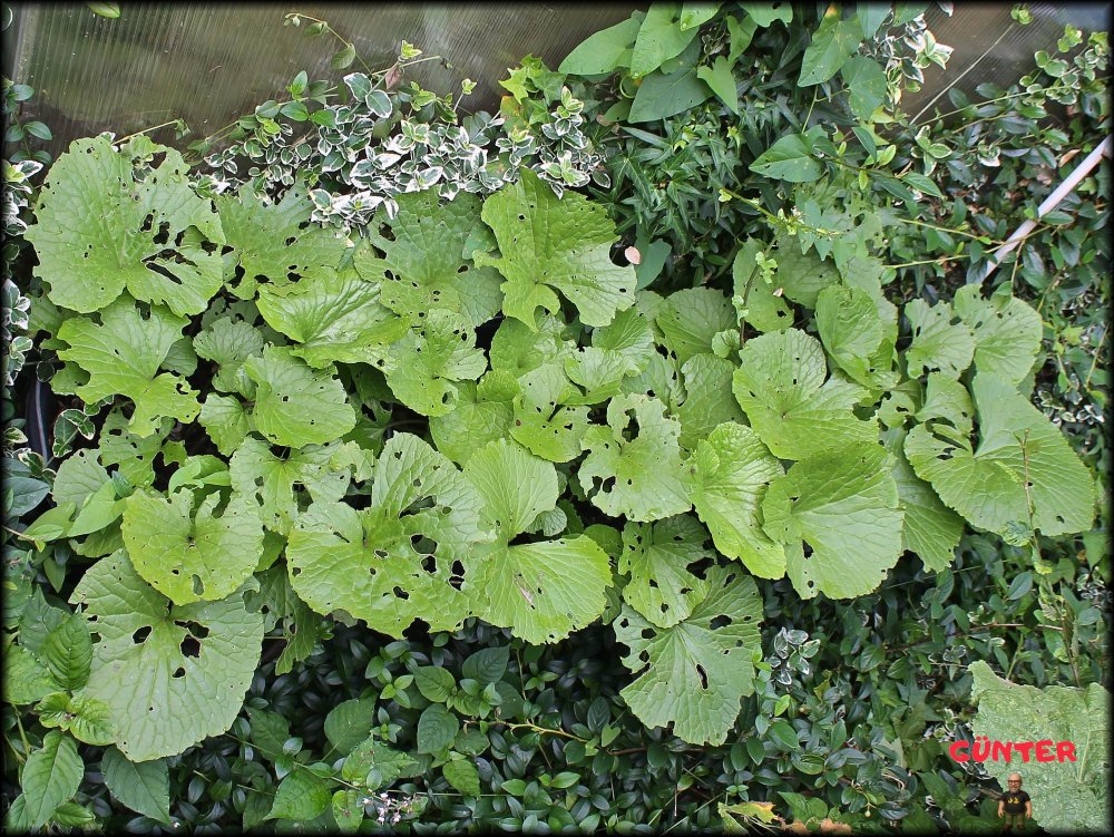 Wasabi 10072025_.jpg