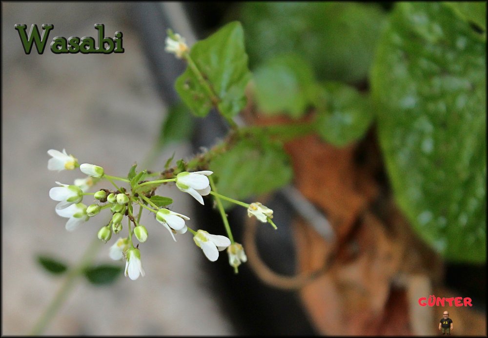 Wasabi 15032026_.jpg