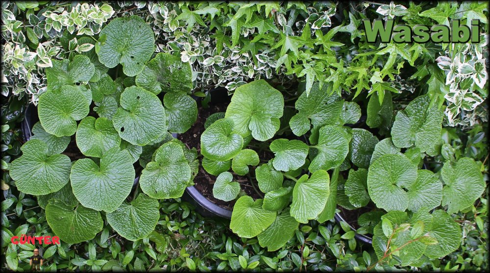 Wasabi 18052026_.jpg