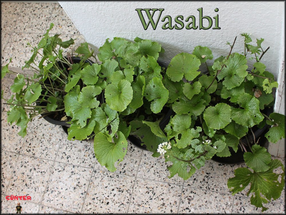 Wasabi 21102025_.jpg