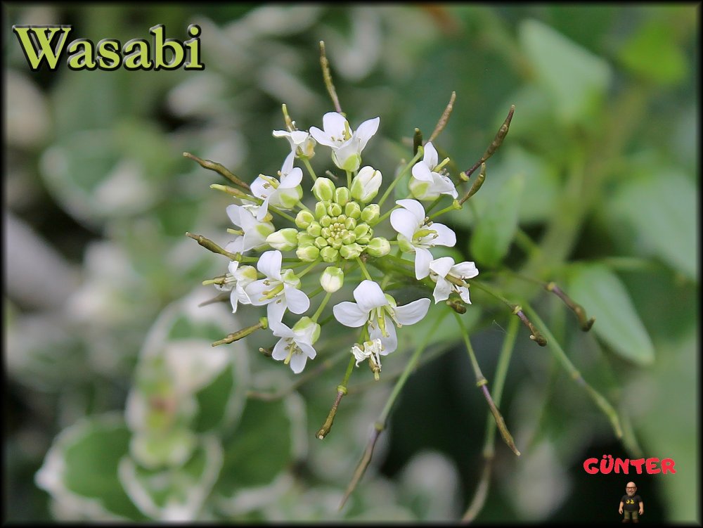Wasabi-Blüte_.jpg