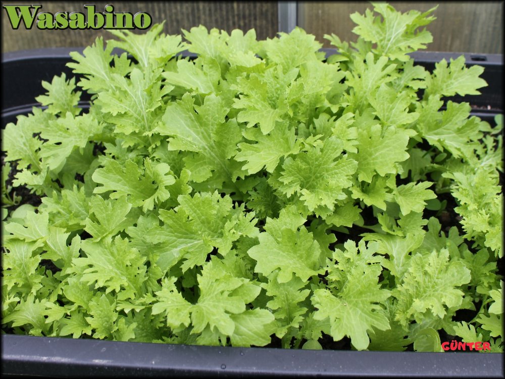 Wasabino-Salat_08042024.JPG