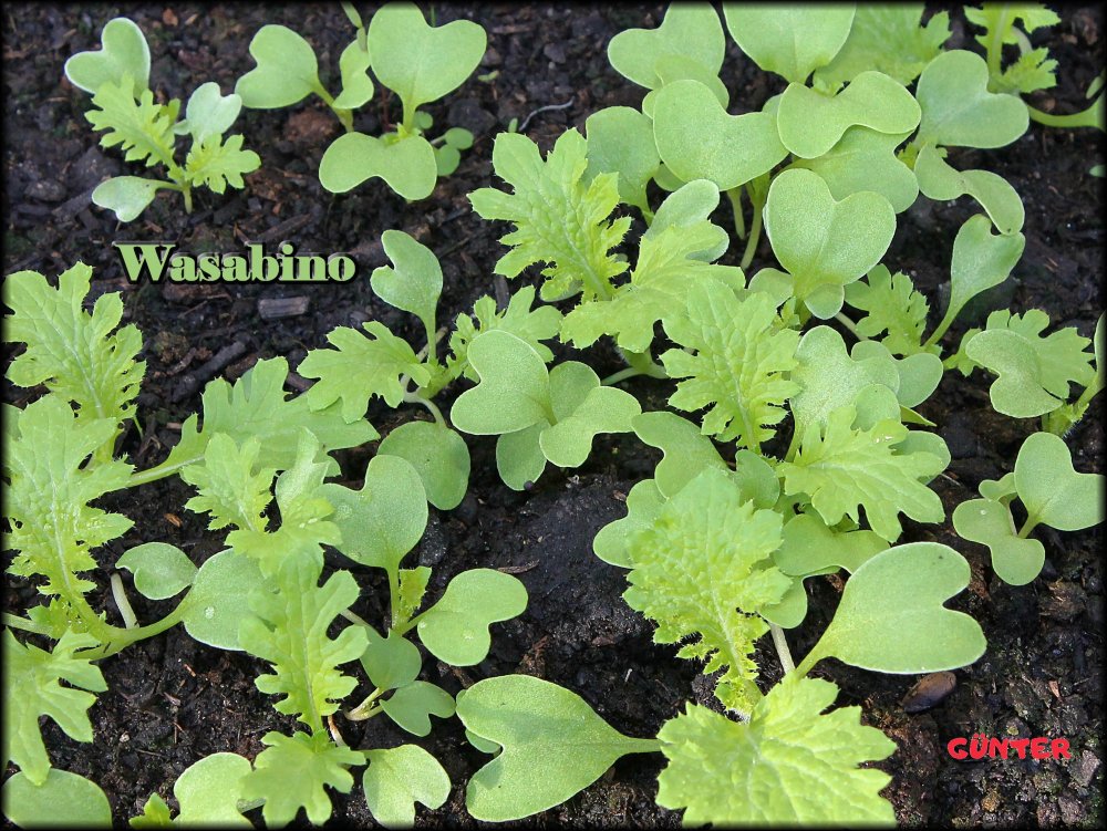 Wasabino_25032024_.jpg