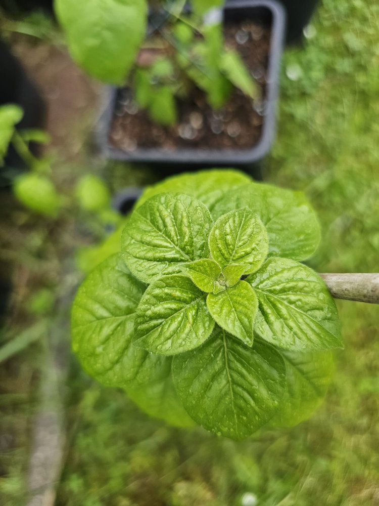 WhatsApp Image 2024-06-04 at 15.13.10_1c4610cf.jpg