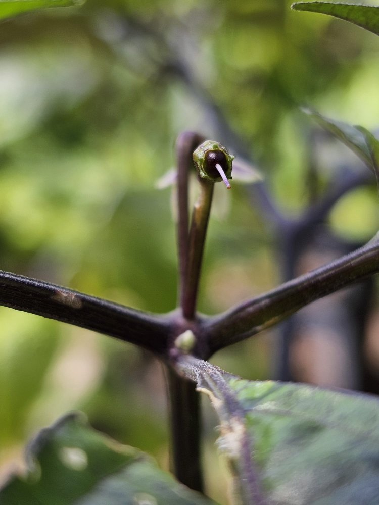 WhatsApp Image 2024-06-04 at 15.17.51_0f77e600.jpg