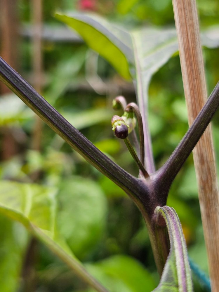 WhatsApp Image 2024-06-04 at 15.17.51_3cd9b7a0.jpg